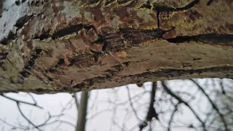 Dripping icicles from bark of tree in slow motion. Thaw in winter. Early spring Stock Footage 228419476