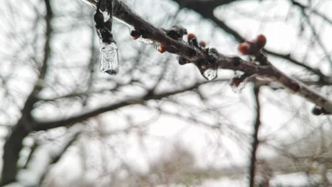 Dripping icicles from tree branches. Thaw in winter. Early spring Видео 228283186