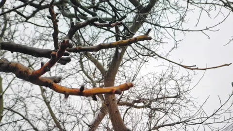 Dripping icicles from tree branches. Thaw in winter. Early spring Видео 228283461