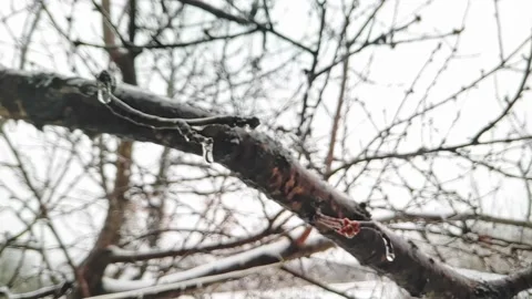 Dripping icicles from tree branches. Thaw in winter. Early spring Stock Footage 228284593