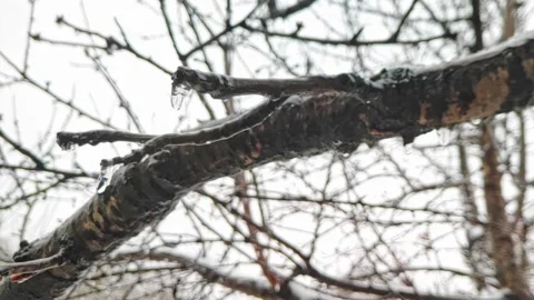 Dripping icicles from tree branches. Thaw in winter. Early spring Видео 228285498