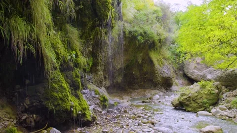 Dripping jets of water from moss in the tropics Stock Footage 142201429