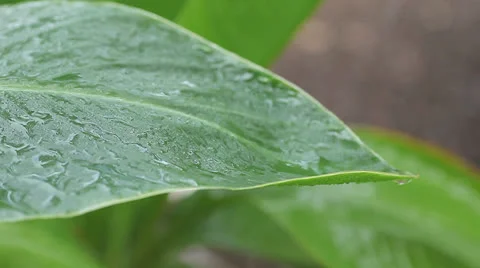 Dripping leaf Stock Footage 25911747