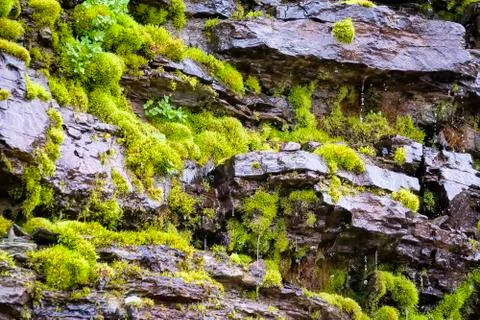 Dripping Moss Stock Photos