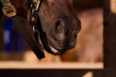 Dripping muzzle Foto stock