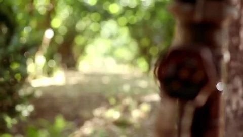 Dripping nozzle on hazelnut farm Stock Footage 78984619