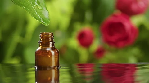 Dripping oil from leaf into bottle close-up, plant juice. Making aroma serum on Stock Footage 169117658
