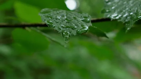 Dripping of raindrop from  green leaf Stock Footage 95387637