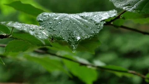 Dripping of raindrop from  green leaf Stock Footage 95387639