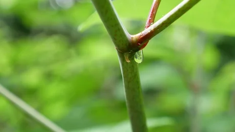 Dripping of raindrop from  green leaf Vidéo 95387843