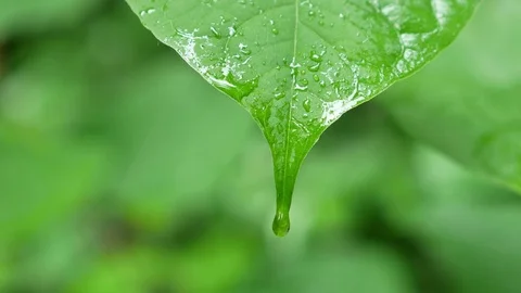 Dripping of raindrop from  green leaf Vidéo 95388037