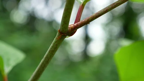 Dripping of raindrop from  green leaf Vidéo 95388151
