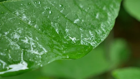 Dripping of raindrop from  green leaf Vidéo 95388235