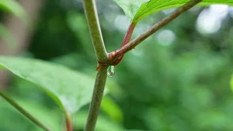 Dripping of raindrop from  green leaf Vidéo 95388292