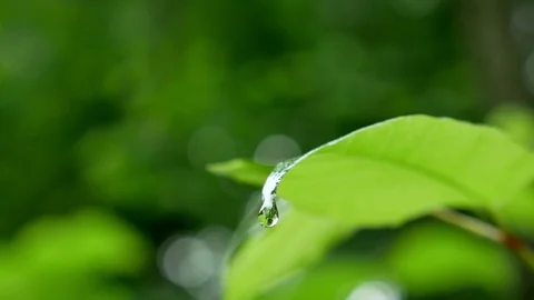 Dripping of raindrop from  green leaf Vidéo 95388297