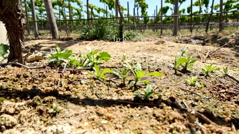 Dripping into the soil Stock Footage 288218315