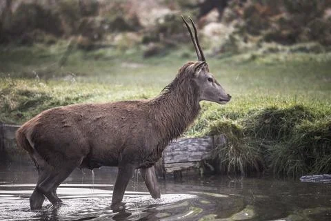 Dripping stag Foto stock