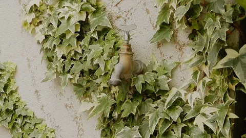 Dripping Tap &amp; Ivy Stock Footage 111273723