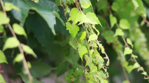 Dripping Vine Stock Footage 25194550