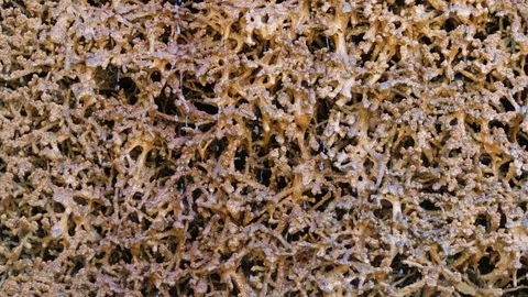 Dripping water. Close Up. Stock Footage 90756902