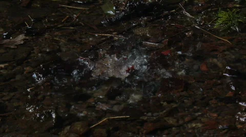 Dripping water closeup Stock Footage 360380