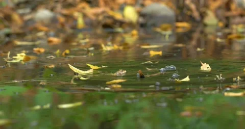 Dripping water drop on the wet ground Stock Footage 140780103