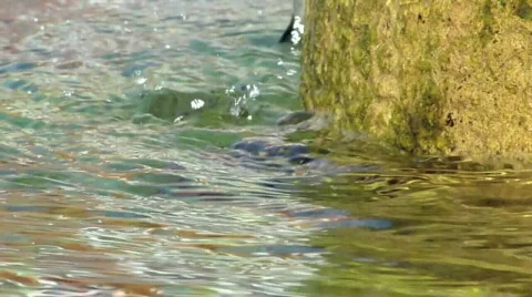 Dripping water Stock Footage 527893