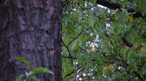 Dripping Water Stock Footage 12304087