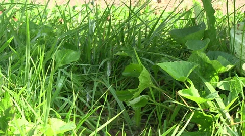 Dripping water into the grass 動画素材 39827441