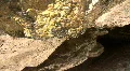 Dripping Water At A Hot Spring In The Soda Dam Of The Jemez Mountains HD Footage