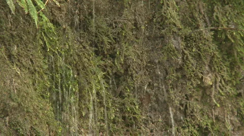Dripping water moss covered bank Stock Footage 797853