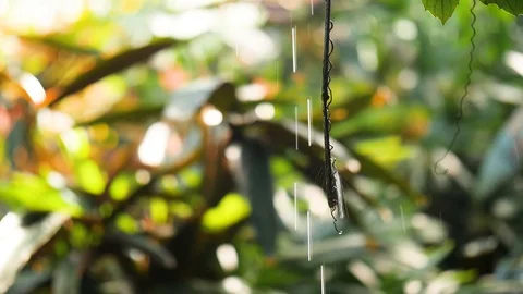 Dripping water in a Rain Forest Stock Footage 90796841
