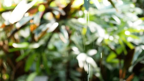 Dripping water in a rain forest Stock-Footage 90796994