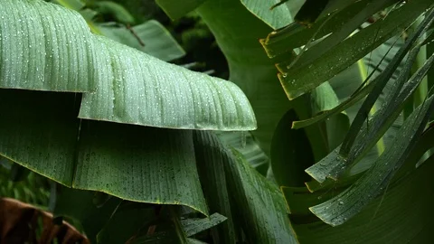 Dripping water in rainforest Stock Footage 94082998