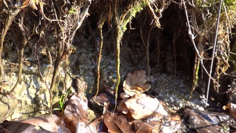 Dripping water from the soaked soil of an eroded lakeshore Stock Footage 230149075