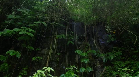 Dripping wet jungle 動画素材 56190799