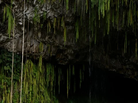 Drips at Fern Grotto Stock Footage 80388844