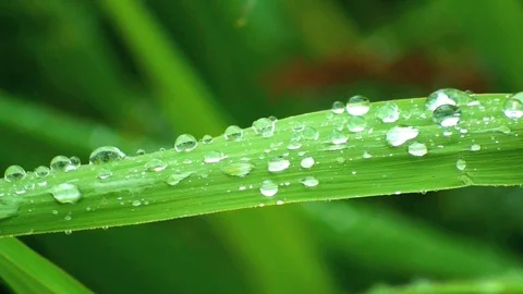 Drips on a leaf Vidéo 85686957