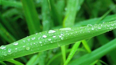 Drips on a leaf Vidéo 85687104