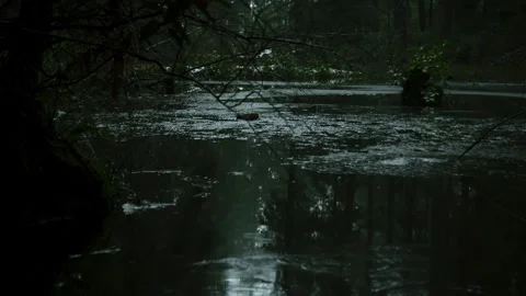 Drips On Pond With Tall Trees In Background Stock Footage 262516660