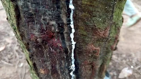 Drips of sap on a rubber tree or Hevea braziliensis Stock Footage 300652432