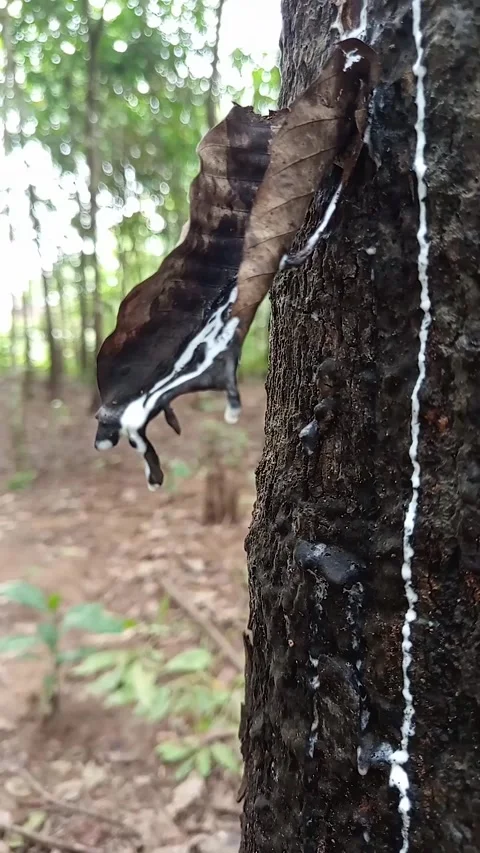 Drips of sap on a rubber tree or Hevea braziliensis Stock Footage 300652796