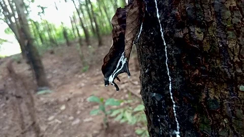 Drips of sap on a rubber tree or Hevea braziliensis Stock Footage 300652824