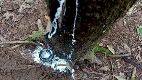 Drips of sap on a rubber tree or Hevea braziliensis Stock Footage 300652825