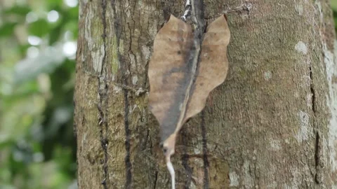 Drips of sap on a rubber tree or Hevea braziliensis Stock Footage 300653114