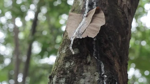 Drips of sap on a rubber tree or Hevea braziliensis Stock Footage 300653268
