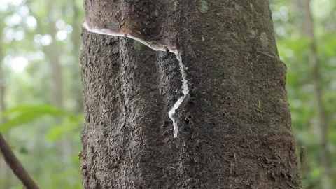 Drips of sap on a rubber tree or Hevea braziliensis Stock Footage 300653601