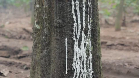 Drips of sap on a rubber tree or Hevea braziliensis Stock Footage 300654279