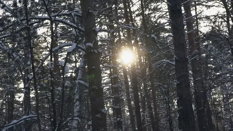 Drive along a pine forest Video stock 120702355