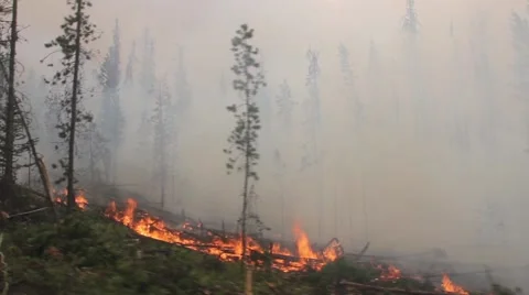 Drive along wild fire with flames and smoke in the forest Stock Footage 40361808